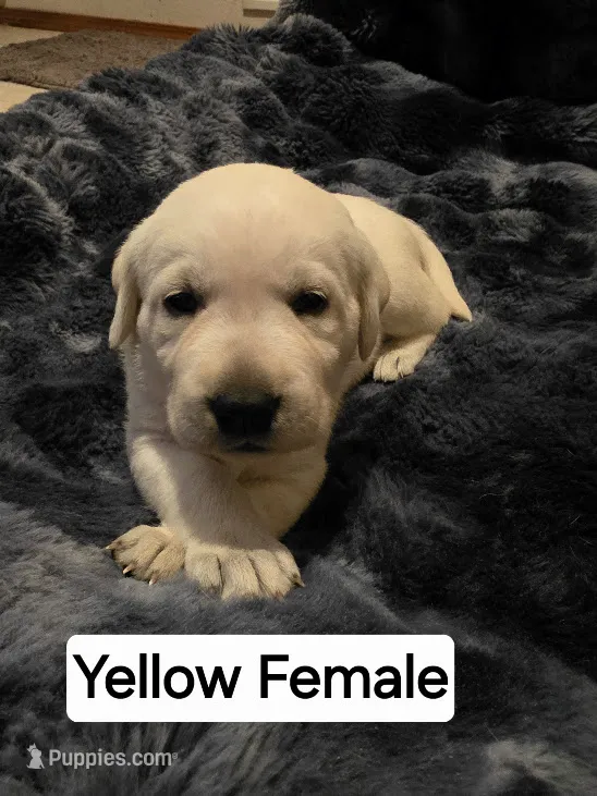 Willow Yellow Collar Female – Labrador Retriever puppy for sale in Kalama, WA
