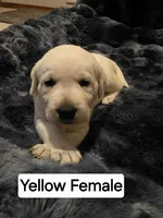 Willow Yellow Collar Female, a female Labrador Retriever for sale in Kalama, WA – 1 of 5