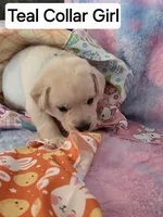 Teal Girl Collar, a female Labrador Retriever for sale in Kalama, WA – Photo 4 of 8