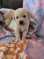 Teal Girl Collar, a female Labrador Retriever for sale in Kalama, WA – Photo 5 of 8
