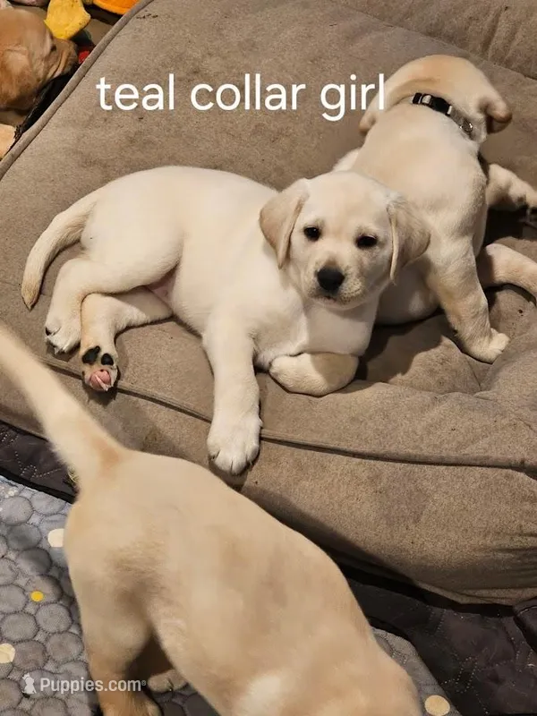 Teal Girl Collar – Labrador Retriever puppy for sale in Kalama, WA