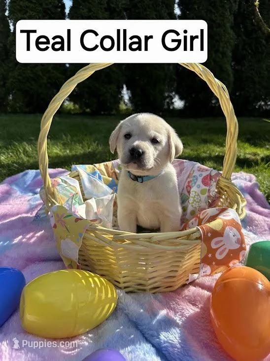 Teal Girl Collar – Labrador Retriever puppy for sale in Kalama, WA