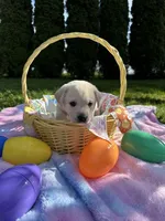 Teal Girl Collar, a female Labrador Retriever for sale in Kalama, WA – Photo 3 of 8