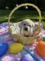 Teal Girl Collar, a female Labrador Retriever for sale in Kalama, WA – Photo 2 of 8