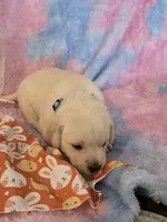 Teal Girl Collar, a female Labrador Retriever for sale in Kalama, WA – Photo 6 of 8