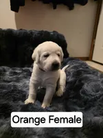 Willow Orange Collar, a female Labrador Retriever for sale in Kalama, WA – 3 of 6