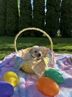 Teal Boy Collar, a male Labrador Retriever for sale in Kalama, WA – Photo 3 of 8