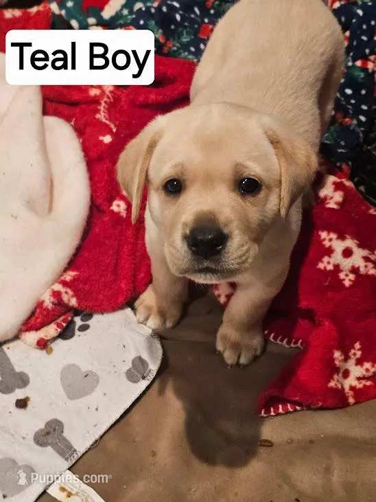 Teal Boy Collar – Labrador Retriever puppy for sale in Kalama, WA