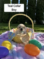 Teal Boy Collar, a male Labrador Retriever for sale in Kalama, WA – Photo 2 of 8