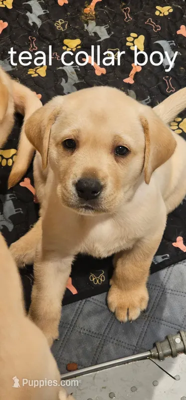 Teal Boy Collar – Labrador Retriever puppy for sale in Kalama, WA