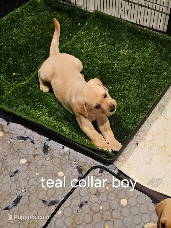 Teal Boy Collar – Labrador Retriever puppy for sale in Kalama, WA