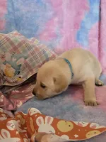 Teal Boy Collar, a male Labrador Retriever for sale in Kalama, WA – Photo 7 of 8