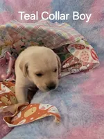 Teal Boy Collar, a male Labrador Retriever for sale in Kalama, WA – Photo 5 of 8