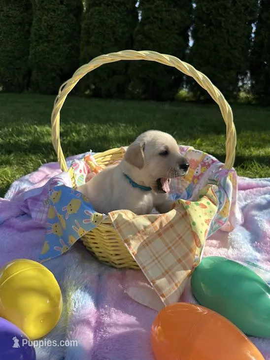 Teal Boy Collar – Labrador Retriever puppy for sale in Kalama, WA