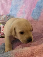 Teal Boy Collar, a male Labrador Retriever for sale in Kalama, WA – Photo 6 of 8