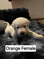 Willow Orange Collar, a female Labrador Retriever for sale in Kalama, WA – 2 of 6