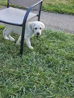 Green Collar, a male Labrador Retriever for sale in Kalama, WA – 4 of 7