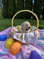 Black Collar, a male Labrador Retriever for sale in Kalama, WA – Photo 4 of 8