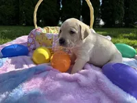 Black Collar, a male Labrador Retriever for sale in Kalama, WA – Photo 3 of 8