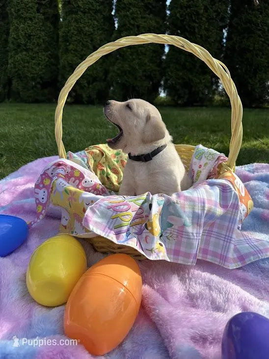 Black Collar – Labrador Retriever puppy for sale in Kalama, WA