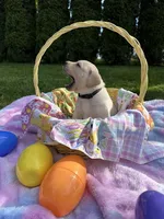 Black Collar, a male Labrador Retriever for sale in Kalama, WA – Photo 1 of 8