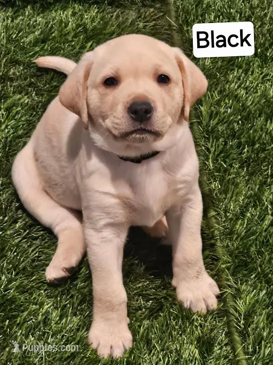Black Collar – Labrador Retriever puppy for sale in Kalama, WA
