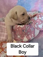 Black Collar, a male Labrador Retriever for sale in Kalama, WA – Photo 5 of 8