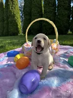 Black Collar, a male Labrador Retriever for sale in Kalama, WA – Photo 2 of 8