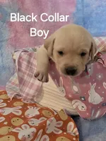 Black Collar, a male Labrador Retriever for sale in Kalama, WA – Photo 6 of 8