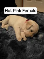 Willow Hot Pink, a female Labrador Retriever for sale in Kalama, WA – 1 of 5