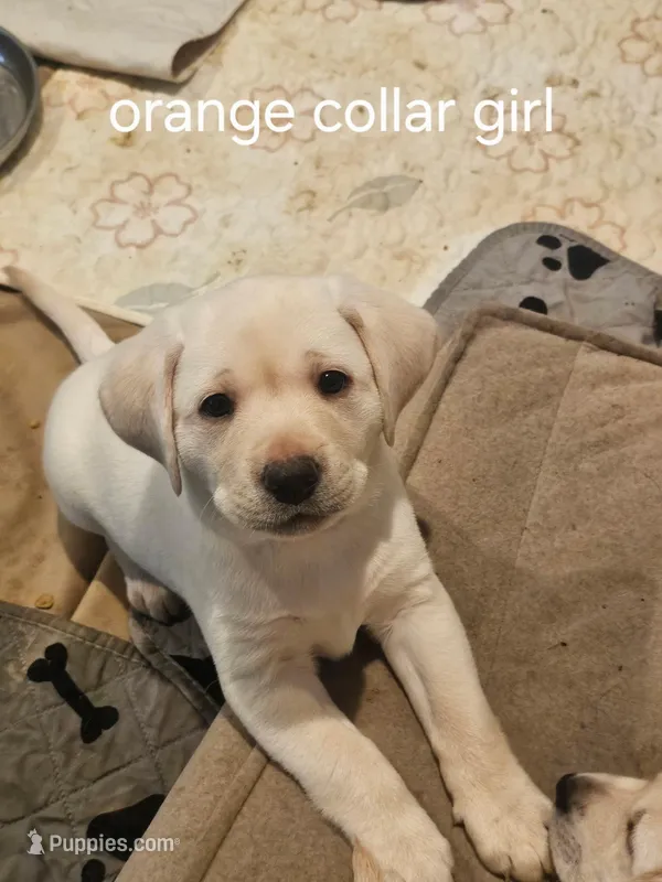 Orange Collar – Labrador Retriever puppy for sale in Kalama, WA
