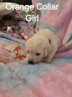 Orange Collar, a female Labrador Retriever for sale in Kalama, WA – Photo 4 of 9