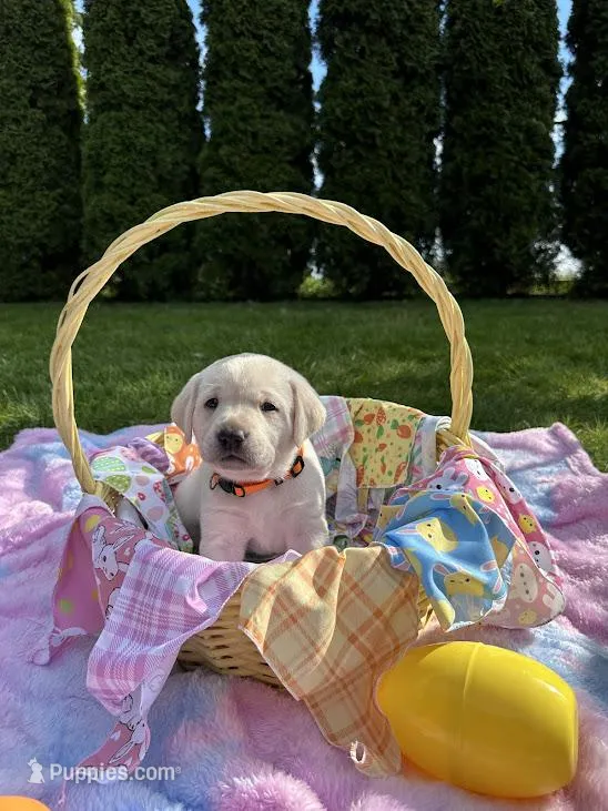 Orange Collar – Labrador Retriever puppy for sale in Kalama, WA