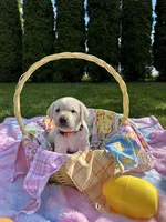 Orange Collar, a female Labrador Retriever for sale in Kalama, WA – Photo 1 of 9