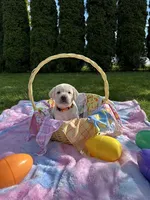 Orange Collar, a female Labrador Retriever for sale in Kalama, WA – Photo 2 of 9