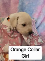 Orange Collar, a female Labrador Retriever for sale in Kalama, WA – Photo 7 of 9