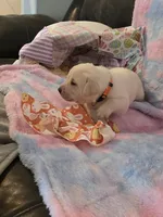 Orange Collar, a female Labrador Retriever for sale in Kalama, WA – Photo 6 of 9