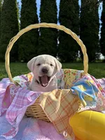 Orange Collar, a female Labrador Retriever for sale in Kalama, WA – Photo 3 of 9
