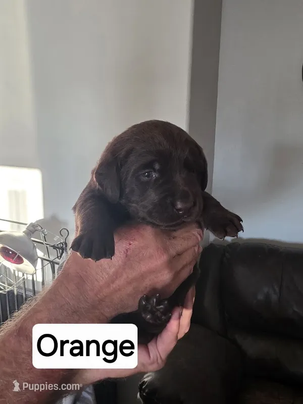 Orange Collar – Labrador Retriever puppy for sale in Kalama, WA