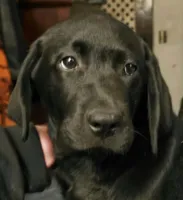 Black female, a female Labrador Retriever for sale in Kalama, WA – 3 of 5