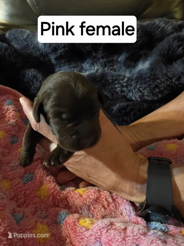 Pink collar – Labrador Retriever puppy for sale in Kalama, WA
