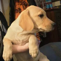 Female 2, a female Labrador Retriever for sale in Kalama, WA – 2 of 9