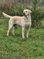 Blue Collar, a female Labrador Retriever for sale in Kalama, WA – 8 of 8