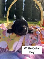 White Collar, a male Labrador Retriever for sale in Kalama, WA – Photo 2 of 9