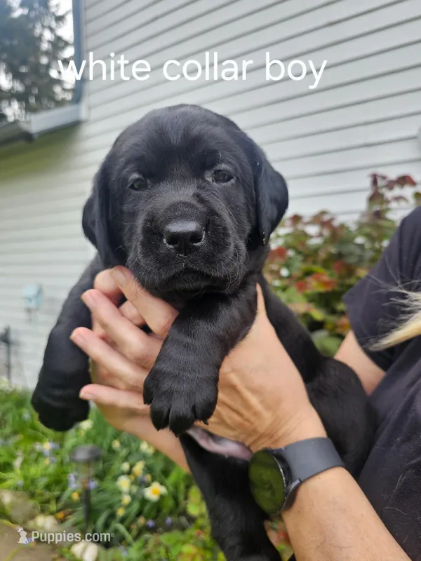 White Collar – Labrador Retriever puppy for sale in Kalama, WA