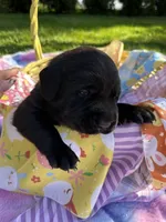 White Collar, a male Labrador Retriever for sale in Kalama, WA – Photo 1 of 9