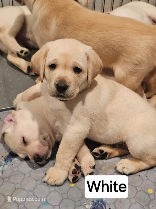 White Collar – Labrador Retriever puppy for sale in Kalama, WA