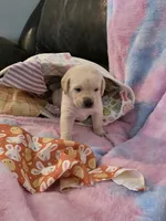 White Collar, a male Labrador Retriever for sale in Kalama, WA – Photo 4 of 7