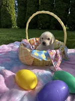 White Collar, a male Labrador Retriever for sale in Kalama, WA – Photo 1 of 7