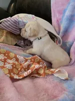 White Collar, a male Labrador Retriever for sale in Kalama, WA – Photo 5 of 7